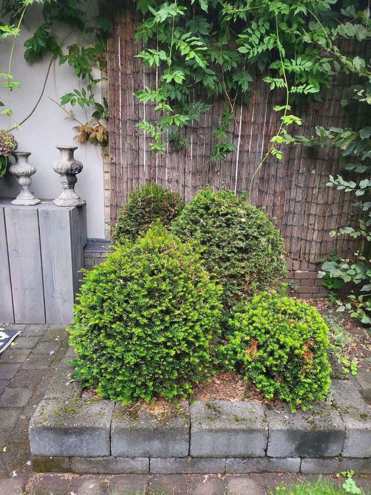 8 Taxus Bollen - Groeien weer mooi aan!, Vaste plant, Bloeit niet, Halfschaduw, Ophalen