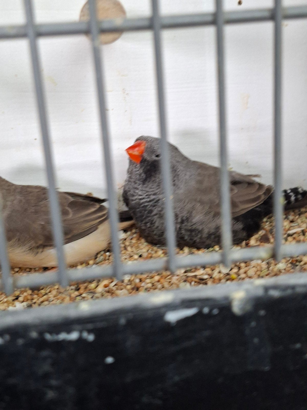 Charcoal x split zebravinken, Meerdere dieren