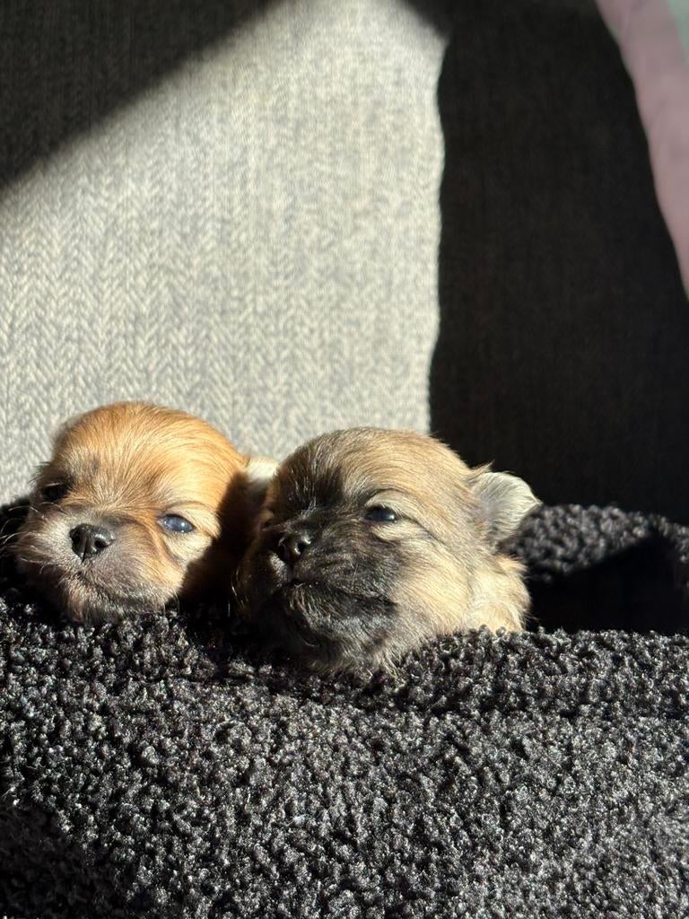 Mooi nestje keeshondjes / pomerianen, Dieren en Toebehoren, Parvo, Keeshond, 8 tot 15 weken, Meerdere