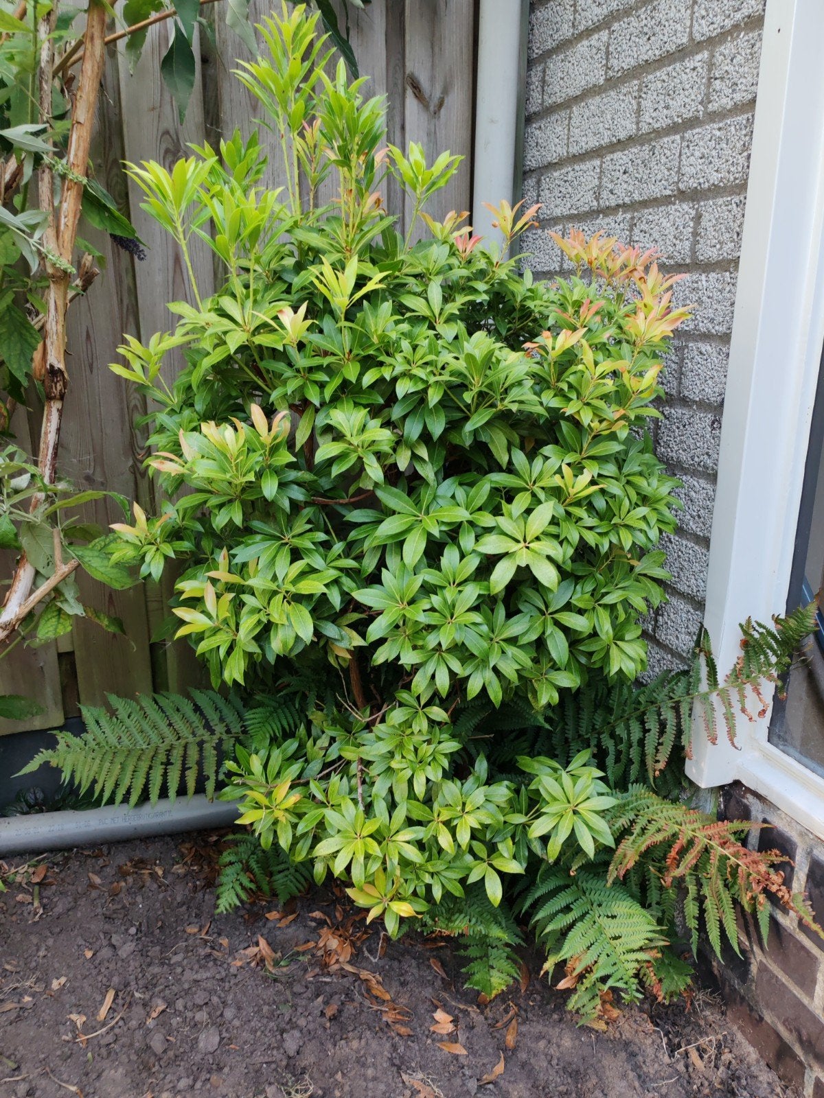 Rotsheide - Pieris japonica, Ophalen, 100 tot 250 cm