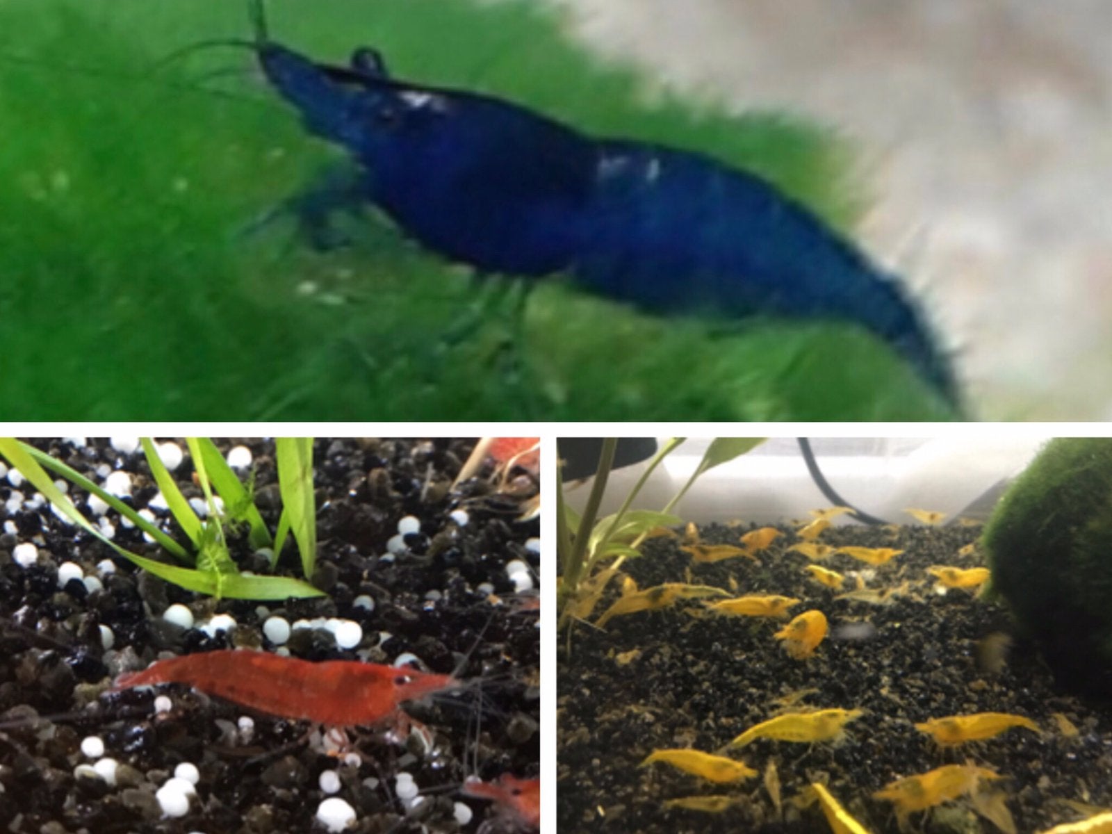 Zeer mooie Blauwe Garnalen , Rode Garnalen en Gele Garnalen, Kreeft, Krab of Garnaal, Zoetwatervis, Schoolvis