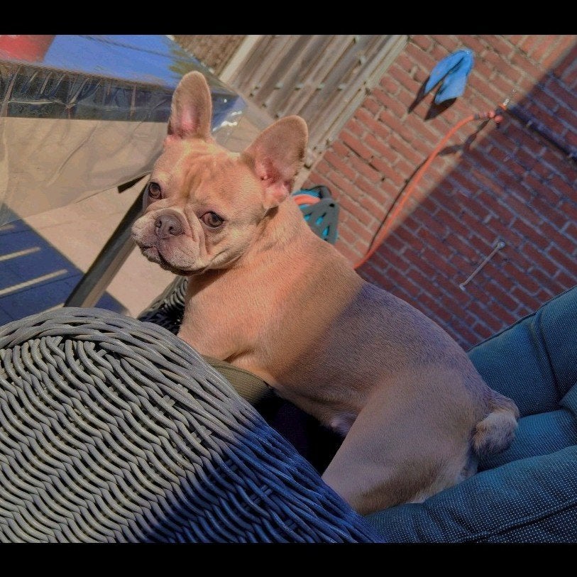 Franse bulldog, 1 tot 2 jaar, Teef, Bulldog, Eén hond