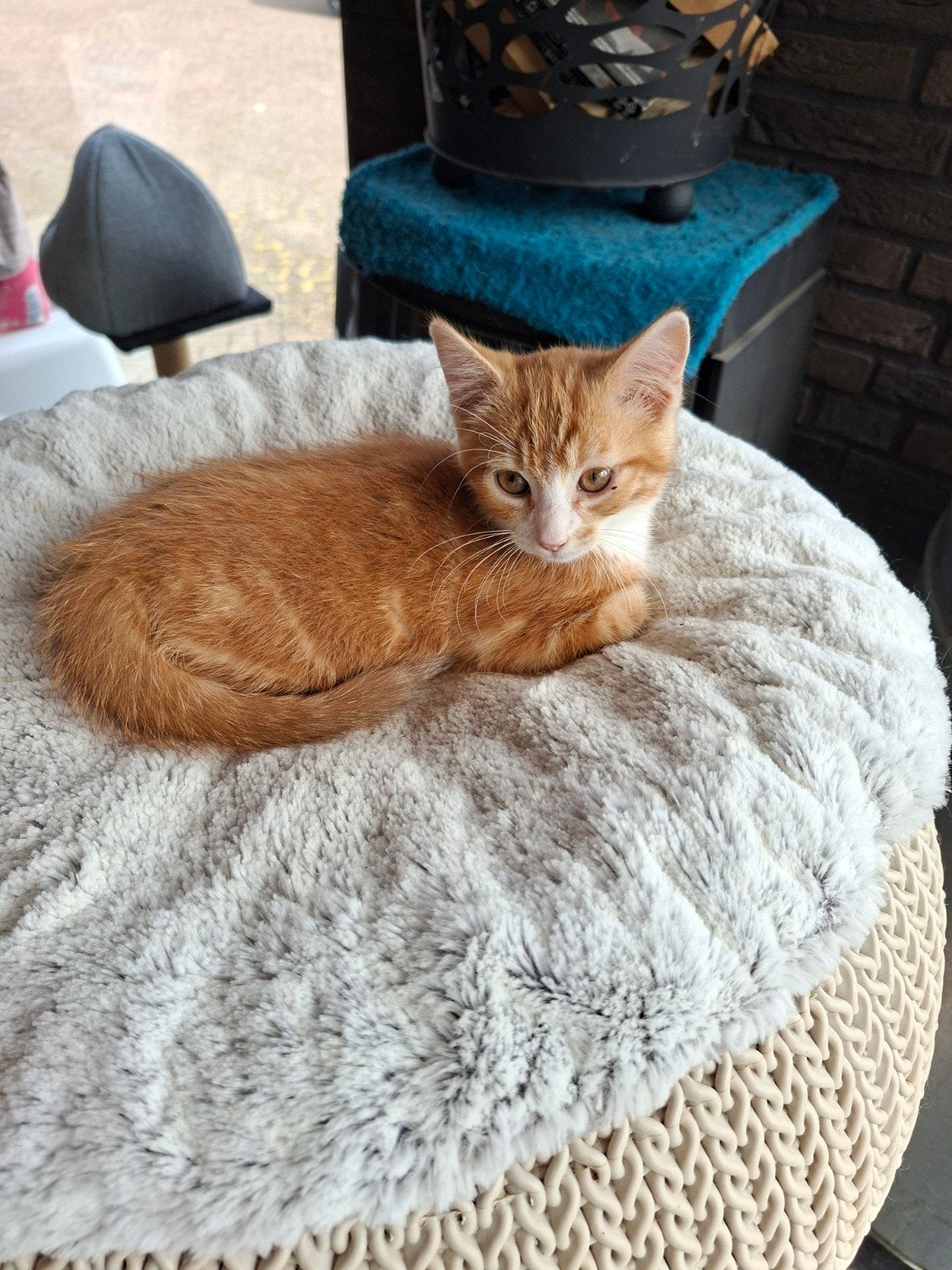 1 mooi katertje van 9/10 weken!, Kater