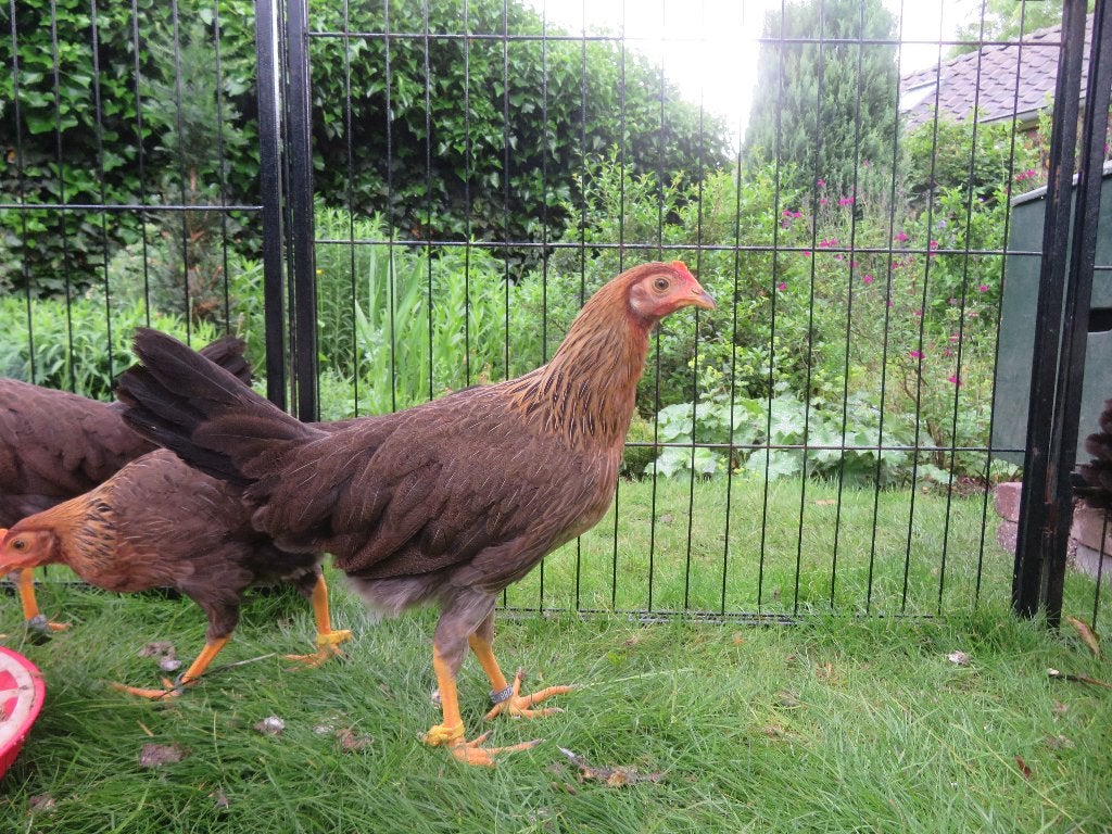jonge kippen/kuikens, Dieren en Toebehoren, Pluimvee, Vrouwelijk, Kip