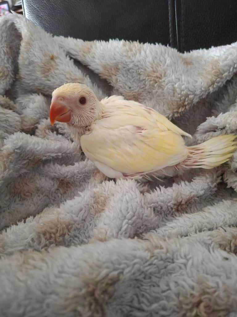 Handtamme baby albino lacewing halsbandparkiet, Dieren en Toebehoren, Vogels | Parkieten en Papegaaien, Geslacht onbekend, Pratend