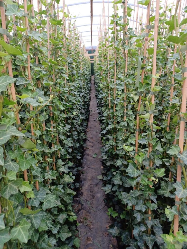 Hedera Hibernica 🌿, Tuin en Terras, Planten | Struiken en Hagen, Overige soorten, 100 tot 250 cm, Ophalen