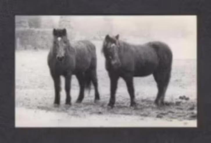 Soest Rusthuis Paarden Sunny Boy en Roxanne uit Soesterberg., Ophalen of Verzenden, 1980 tot heden, Ongelopen, Utrecht
