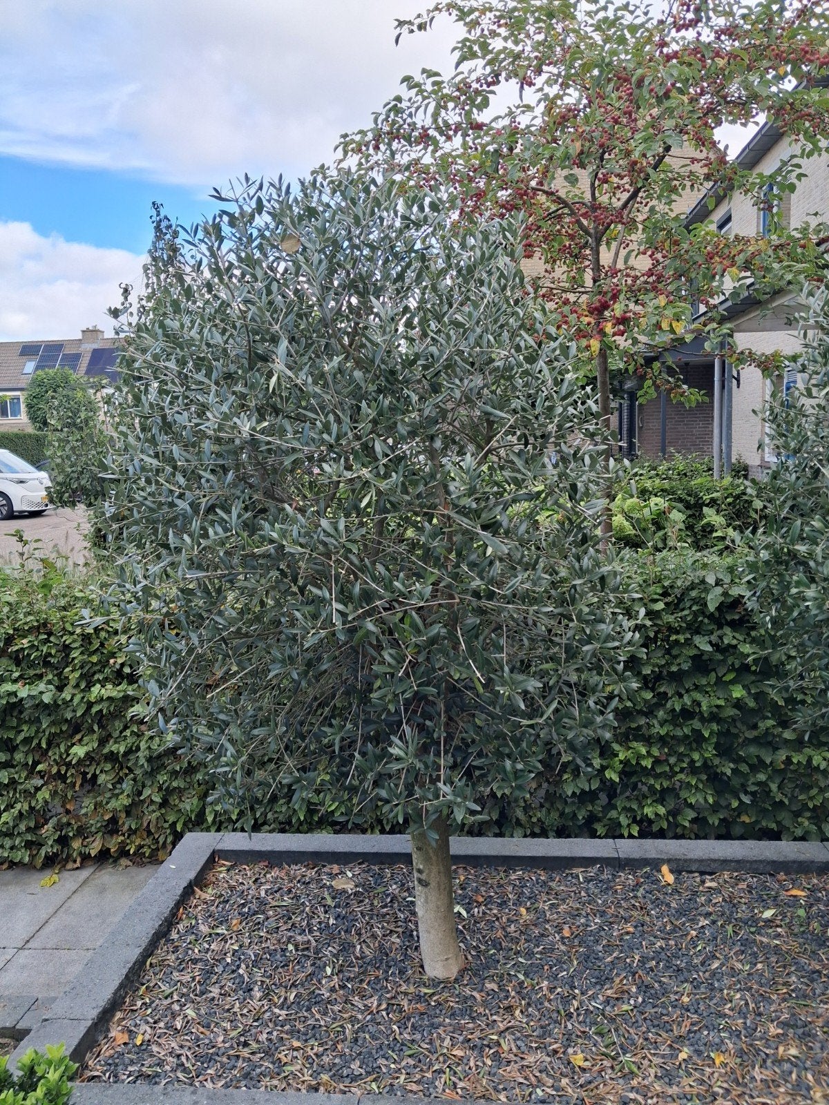 Twee prachtige olijfbomen van 4 jaar oud, Ophalen of Verzenden, Lente, 100 tot 250 cm, Olijfboom