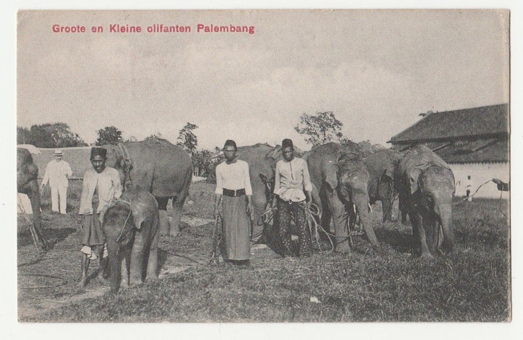 Ned. Indië.  Palembang.  Olifanten.  Sumatra.  Azië., Verzenden, Voor 1920, Gelopen, Zuid-Holland