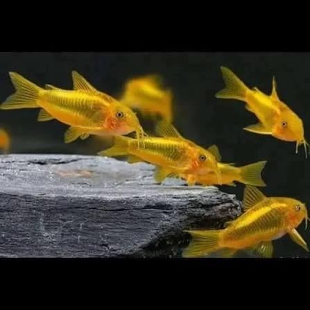 Corydoras aeneus Gold Stripe CW 010, Dieren en Toebehoren, Vissen | Aquariumvissen, Vis, Zoetwatervis, Schoolvis
