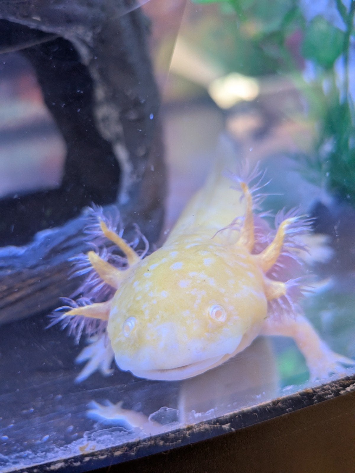 axolotl, Ophalen, Inclusief toebehoren, Zo goed als nieuw, Filter