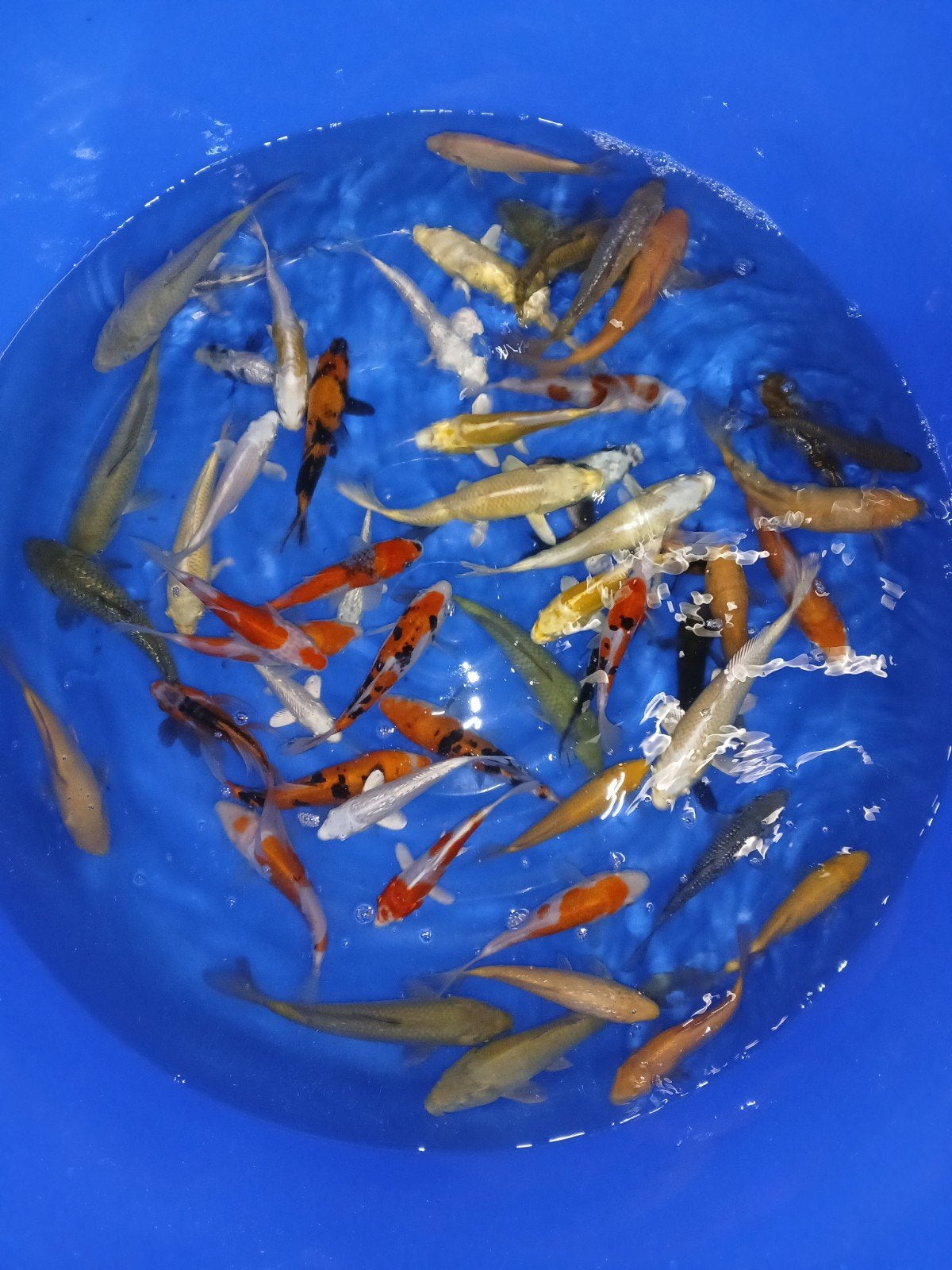 Tosai mix koi diverse kwekers, Karper of Koi