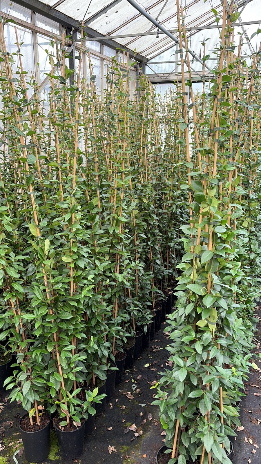 Toscaanse Jasmijn / Groenblijvend & Winterhard | Klimplant, Tuin en Terras, Ophalen, Overige soorten, 100 tot 250 cm