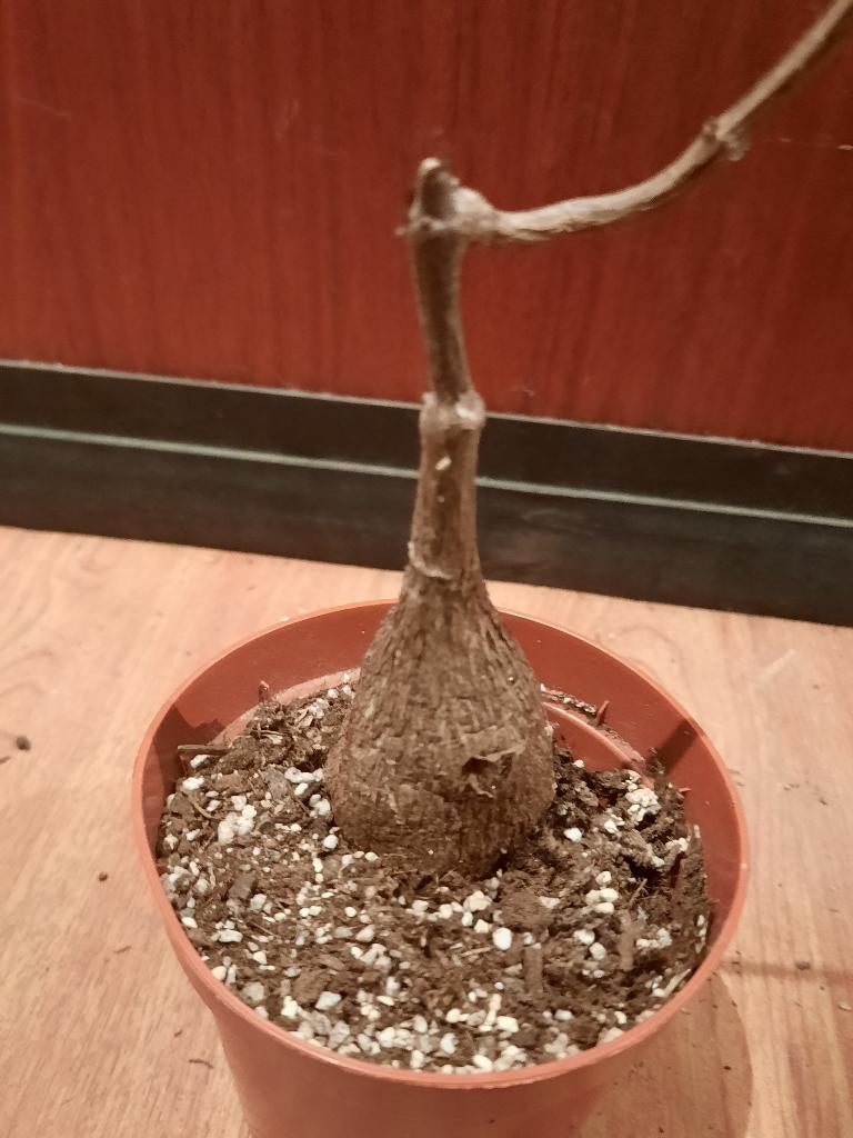 Petopentia natalensis with leaves, nice caudex, succulent, Huis en Inrichting, Kamerplanten, Verzenden, In pot, Halfschaduw, Minder dan 100 cm