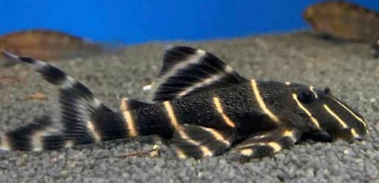 L204 pleco 2 stuks, Vis