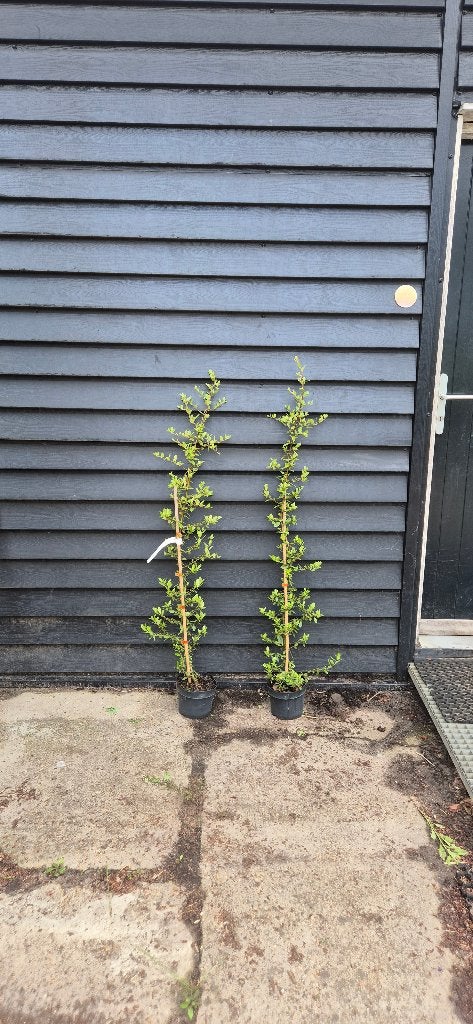Vuurdoorn | pyracantha coccinea red column, Ophalen, Overige soorten, Struik, 100 tot 250 cm