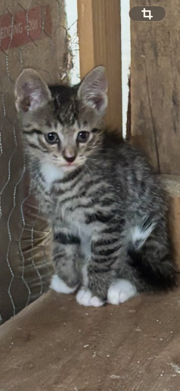 cyperse kitten, Meerdere dieren