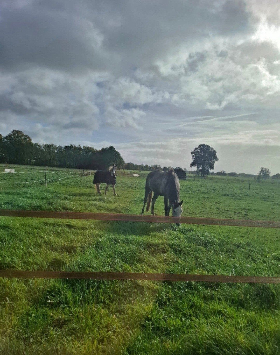 24/7 buiten pensionstalling voor paarden of pony's, Weidegang, 2 of 3 paarden of pony's