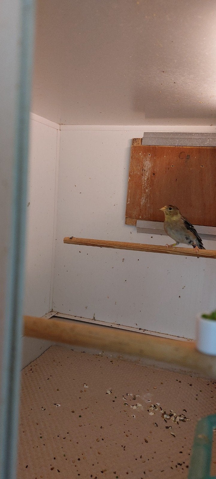 Treursijs POP, Dieren en Toebehoren, Vogels | Overige Vogels, Vrouwelijk, Geringd