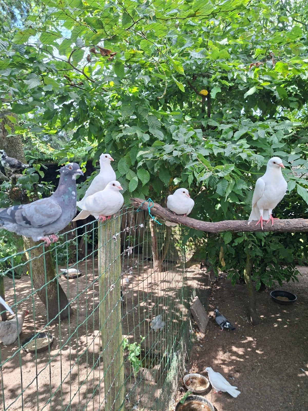 jonge sierduiven  2,00 per stuk, Dieren en Toebehoren, Meerdere dieren, Overige soorten