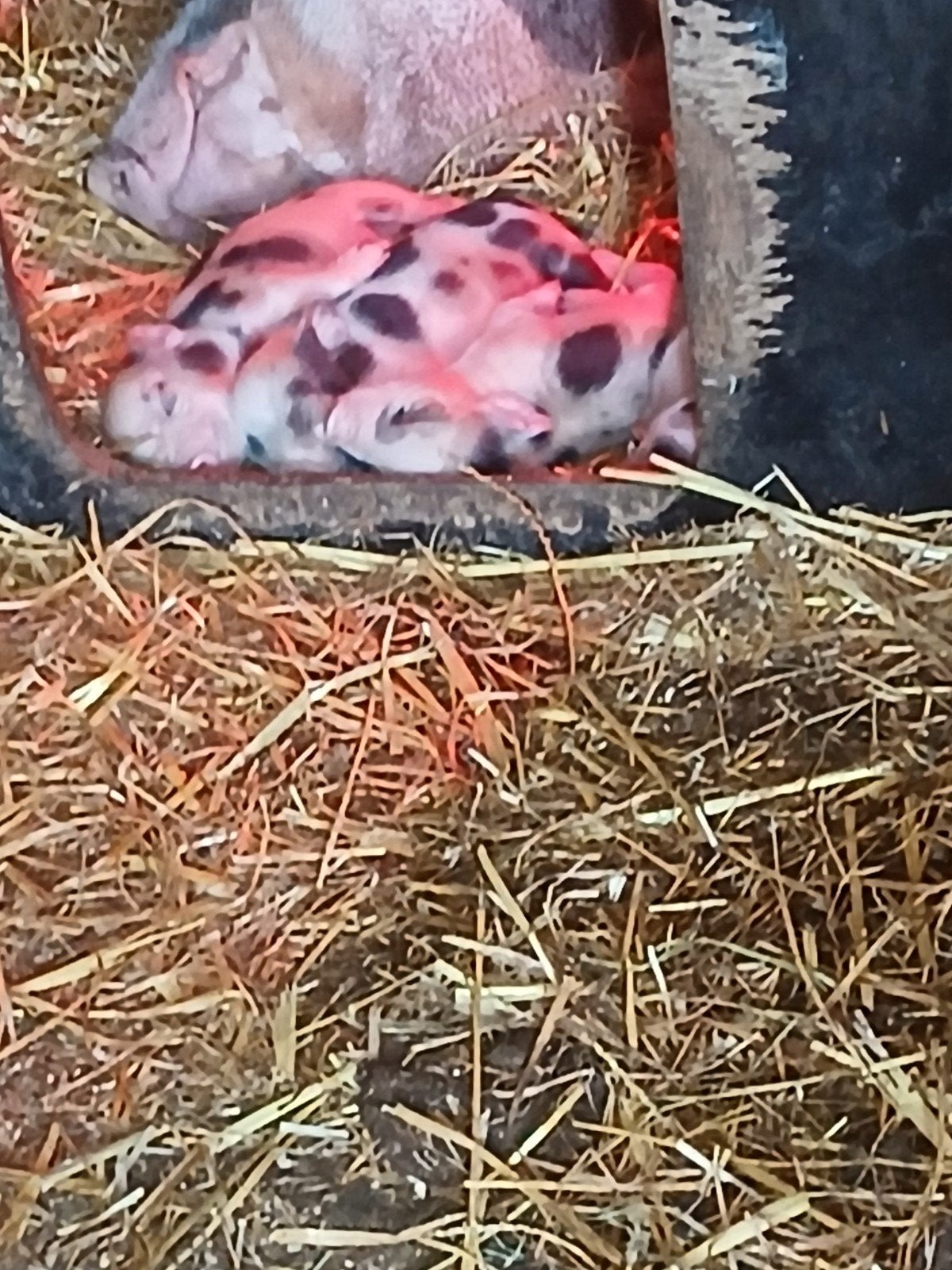 Micro biggentjes, micro biggen, mini varkens, biggentjes, Dieren en Toebehoren, Meerdere dieren, Varken