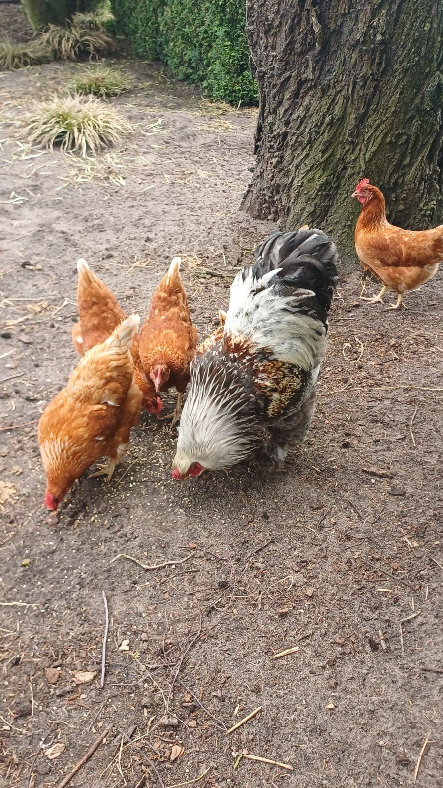 Brahma haan, Dieren en Toebehoren, Mannelijk, Kip