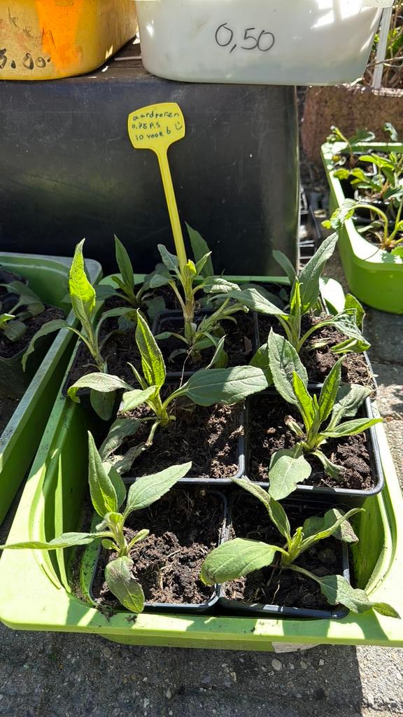 Aardperen, Tuin en Terras, Planten | Tuinplanten, Ophalen, Eenjarig, Groenteplanten, Volle zon