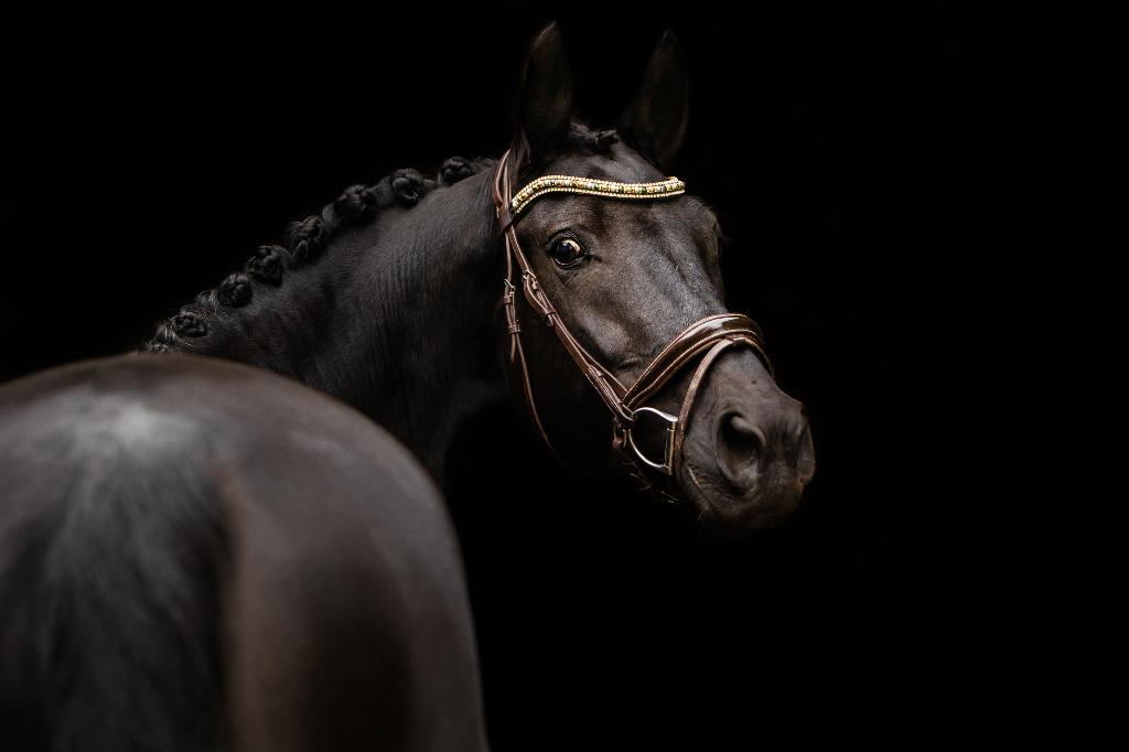 Kwpn merrie te koop, Dieren en Toebehoren, Paarden, Merrie, Met stamboom, Dressuurpaard, L