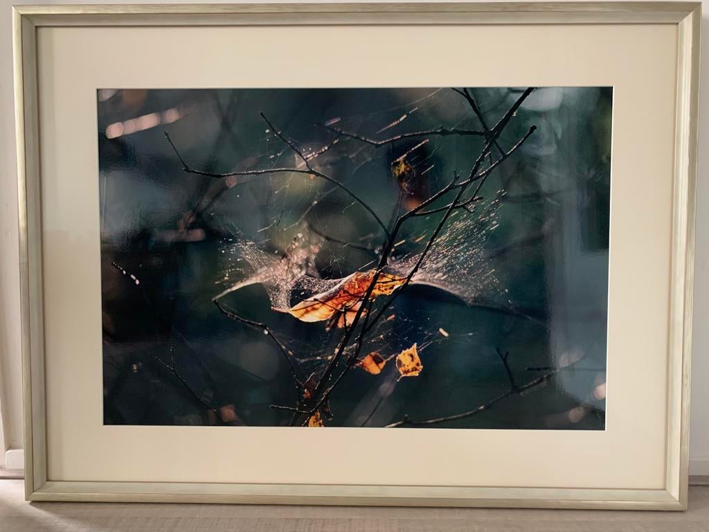 Natuurfoto in lijst, Ophalen, 50 tot 75 cm, Zo goed als nieuw, 75 tot 100 cm