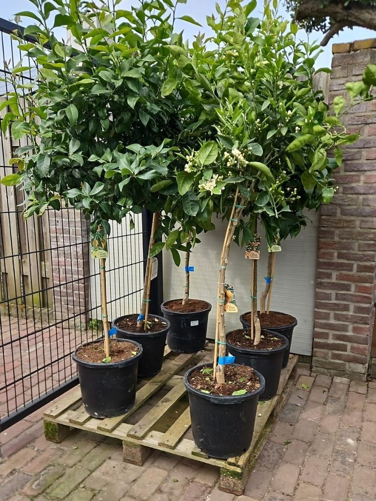 TE KOOP: VERSCHILLENDE SOORTEN CITRUSBOMEN, Halfschaduw, Overige soorten, Lente, 100 tot 250 cm