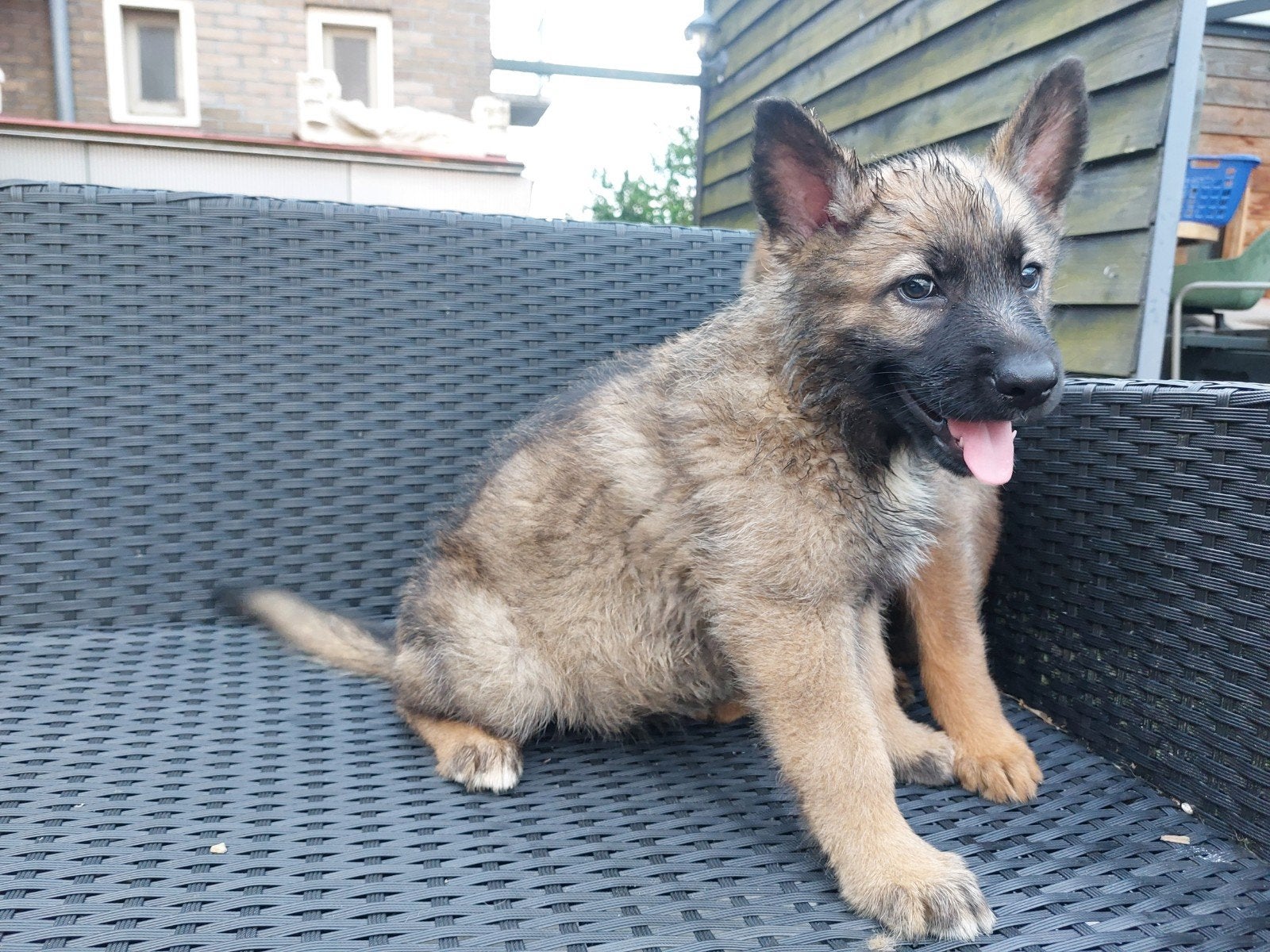 Twee Prachtige heder pups geboren 7 mei, Dieren en Toebehoren, Parvo, 8 tot 15 weken, Meerdere, Meerdere dieren