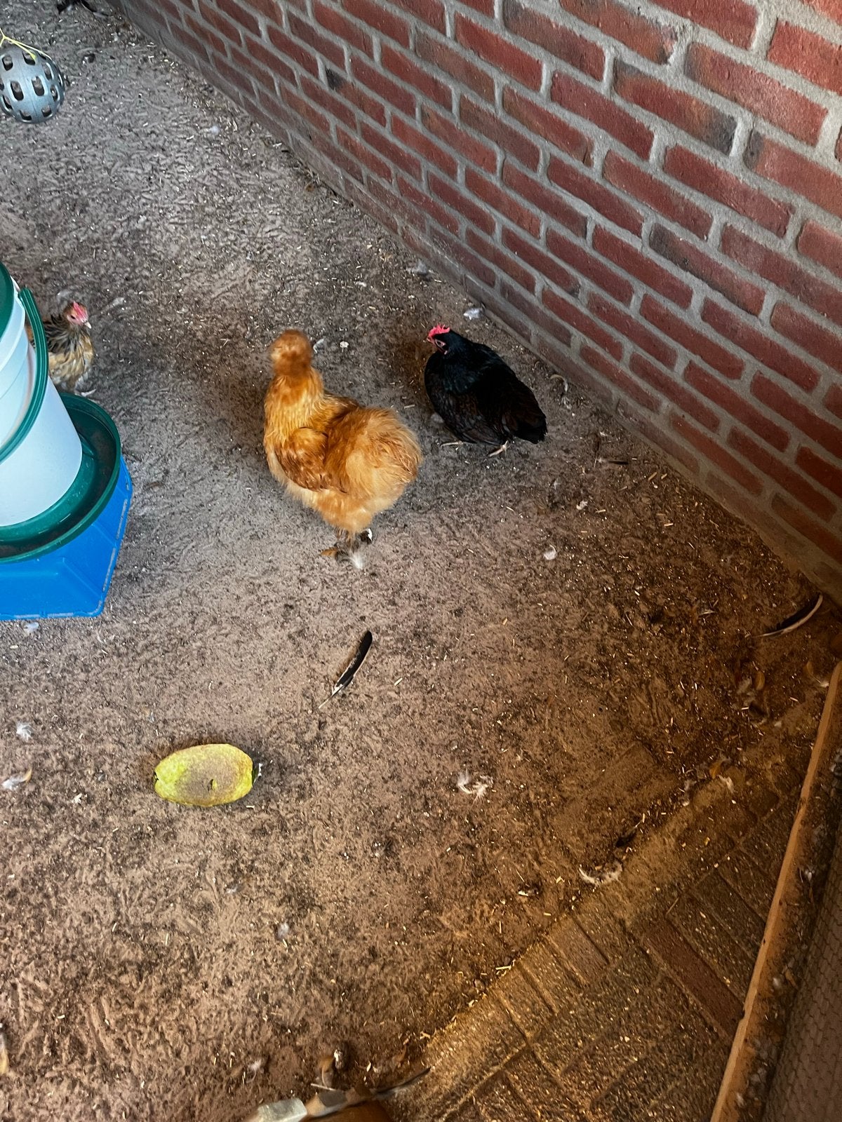 Kriel Kippen + nachthok en toebehoren, Dieren en Toebehoren, Pluimvee, Vrouwelijk, Kip