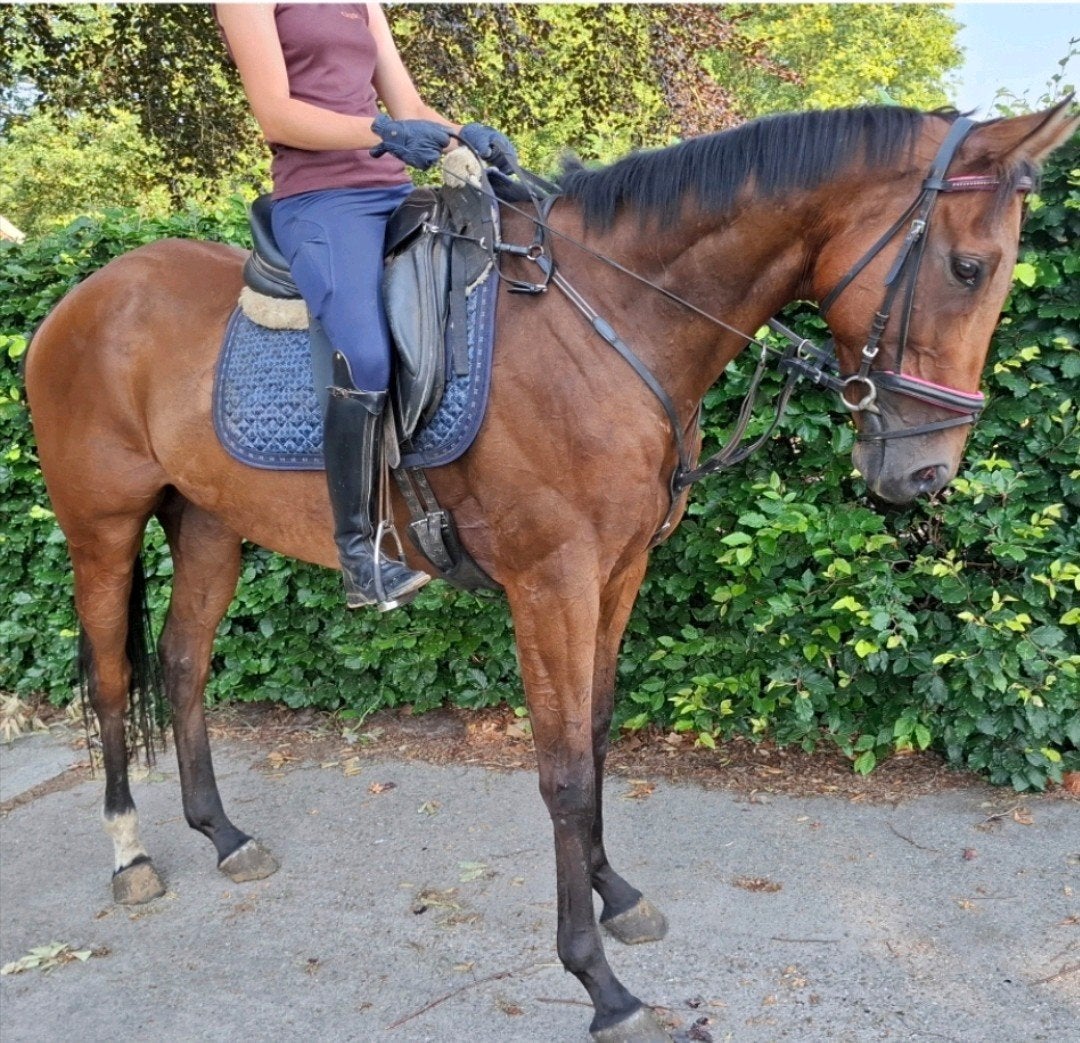 Top en topbrave 7 jr ruin 1,66m(recreatie-manege-sport), Ruin, 7 tot 10 jaar, Met stamboom, B