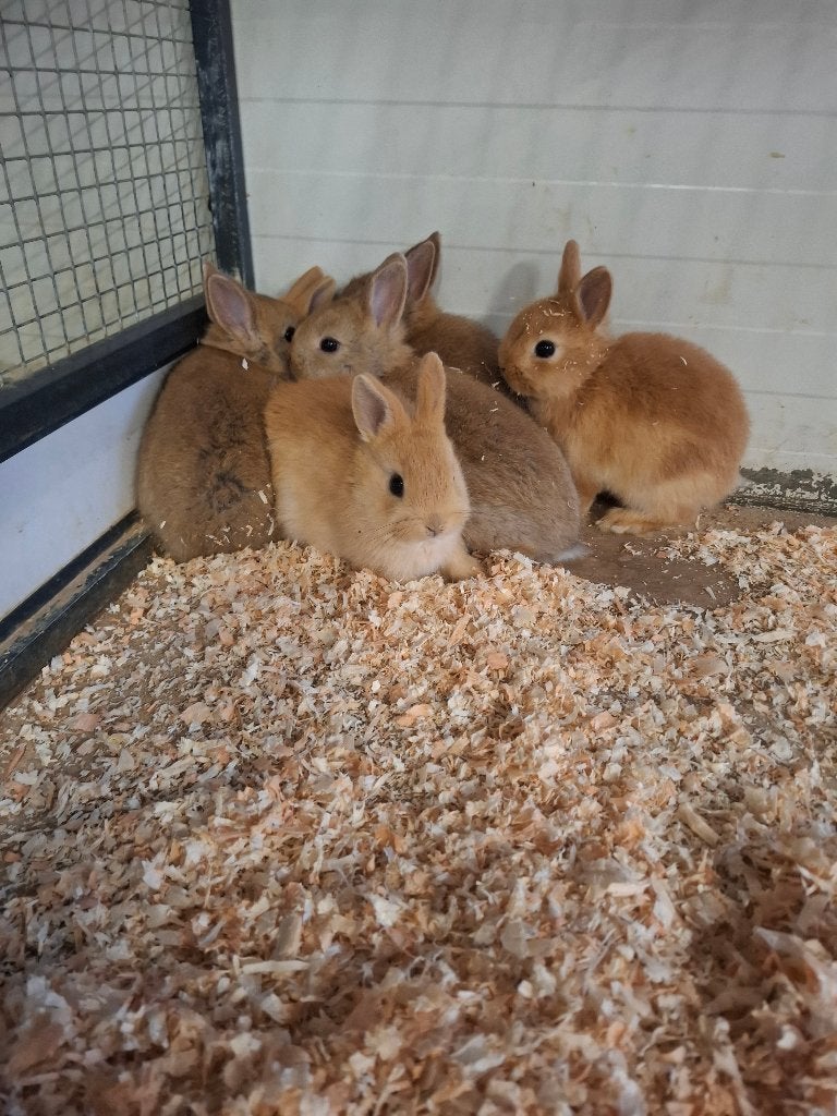 Jonge kleurdwergjes en minilops konijntjes, Dieren en Toebehoren, Meerdere dieren, Dwerg, 0 tot 2 jaar