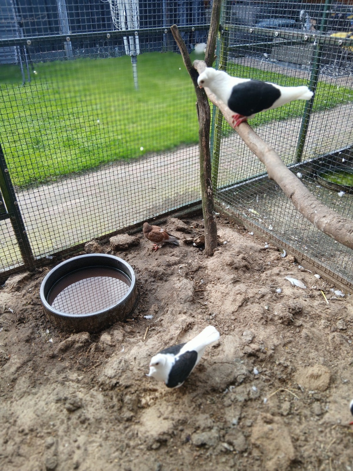 Duitse meeuw, Dieren en Toebehoren, Vogels | Duiven, Meerdere dieren, Overige soorten