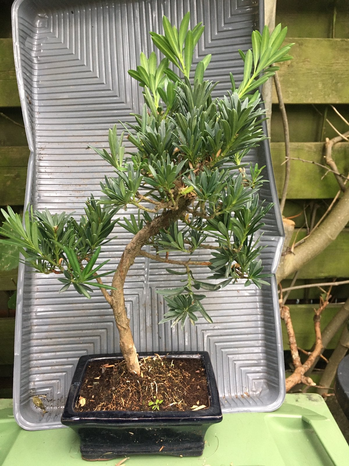 Bonsai Podocarpus, Ophalen of Verzenden, Halfschaduw, Minder dan 100 cm