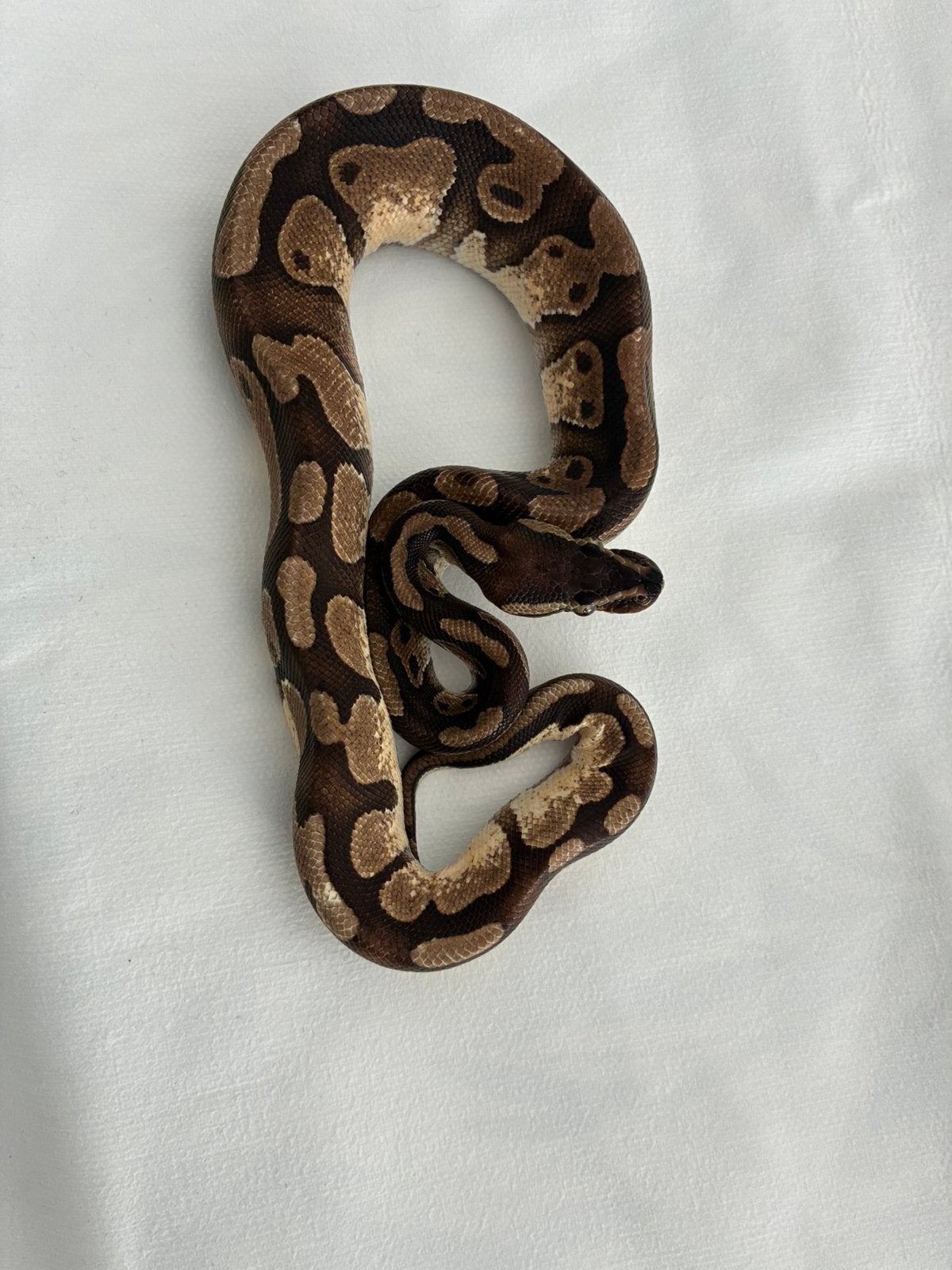 Koningspython 1.0 enchi Ball Python photo 3