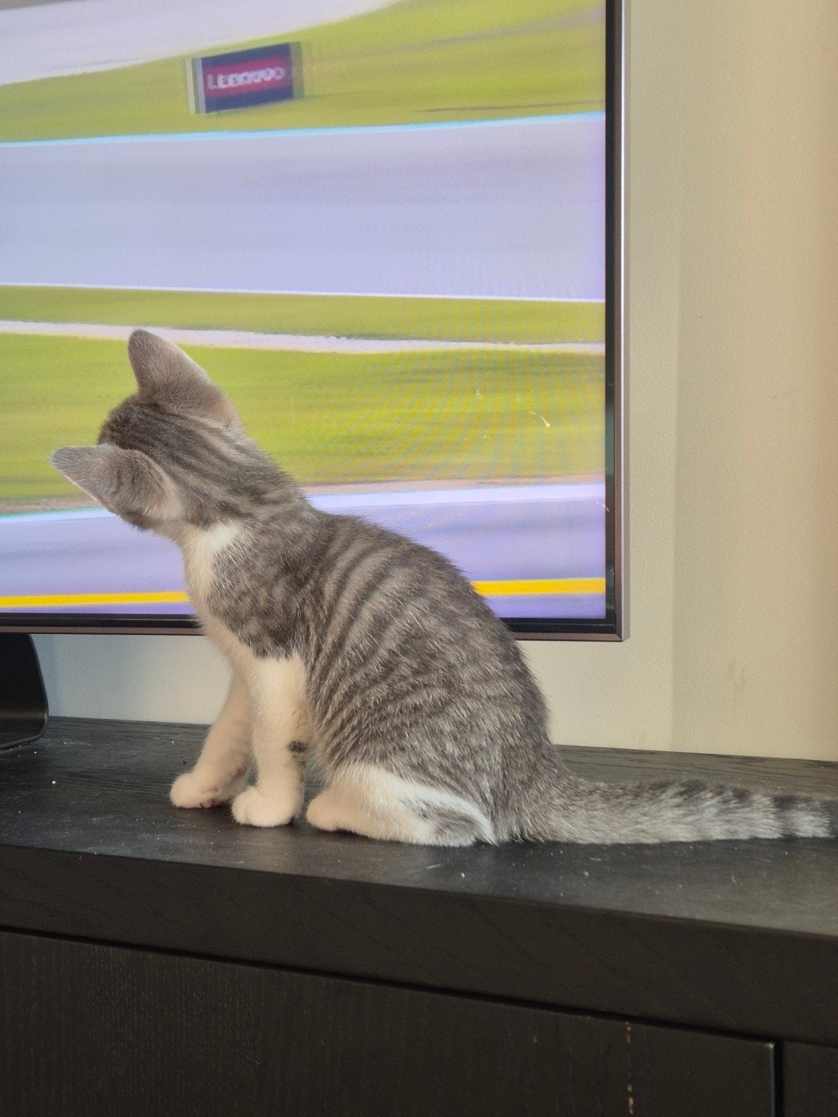 Kittens, Dieren en Toebehoren, 0 tot 2 jaar