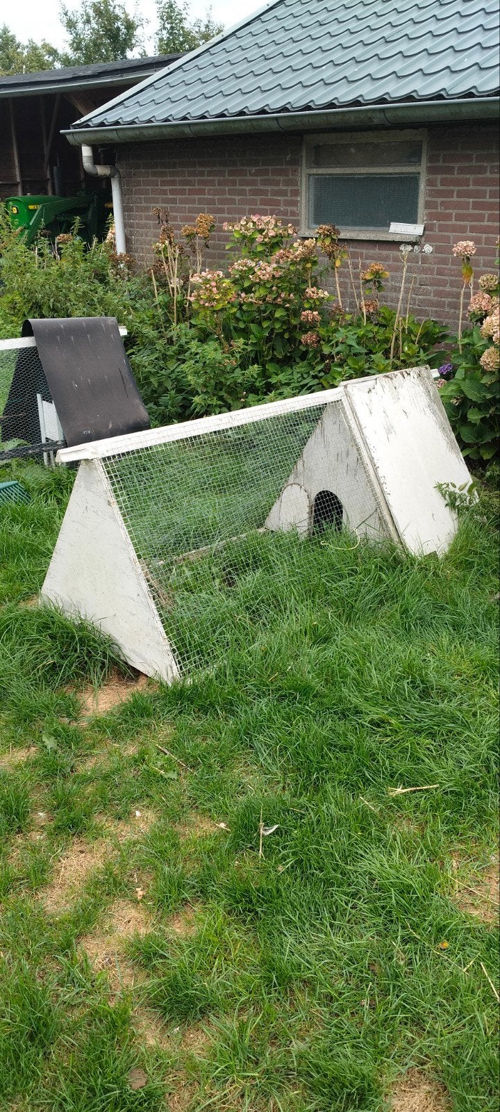 konijneren, Dieren en Toebehoren, Mannelijk, Kip
