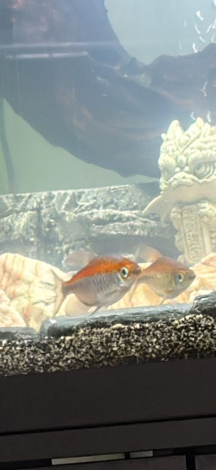 Congo tetra, Vis