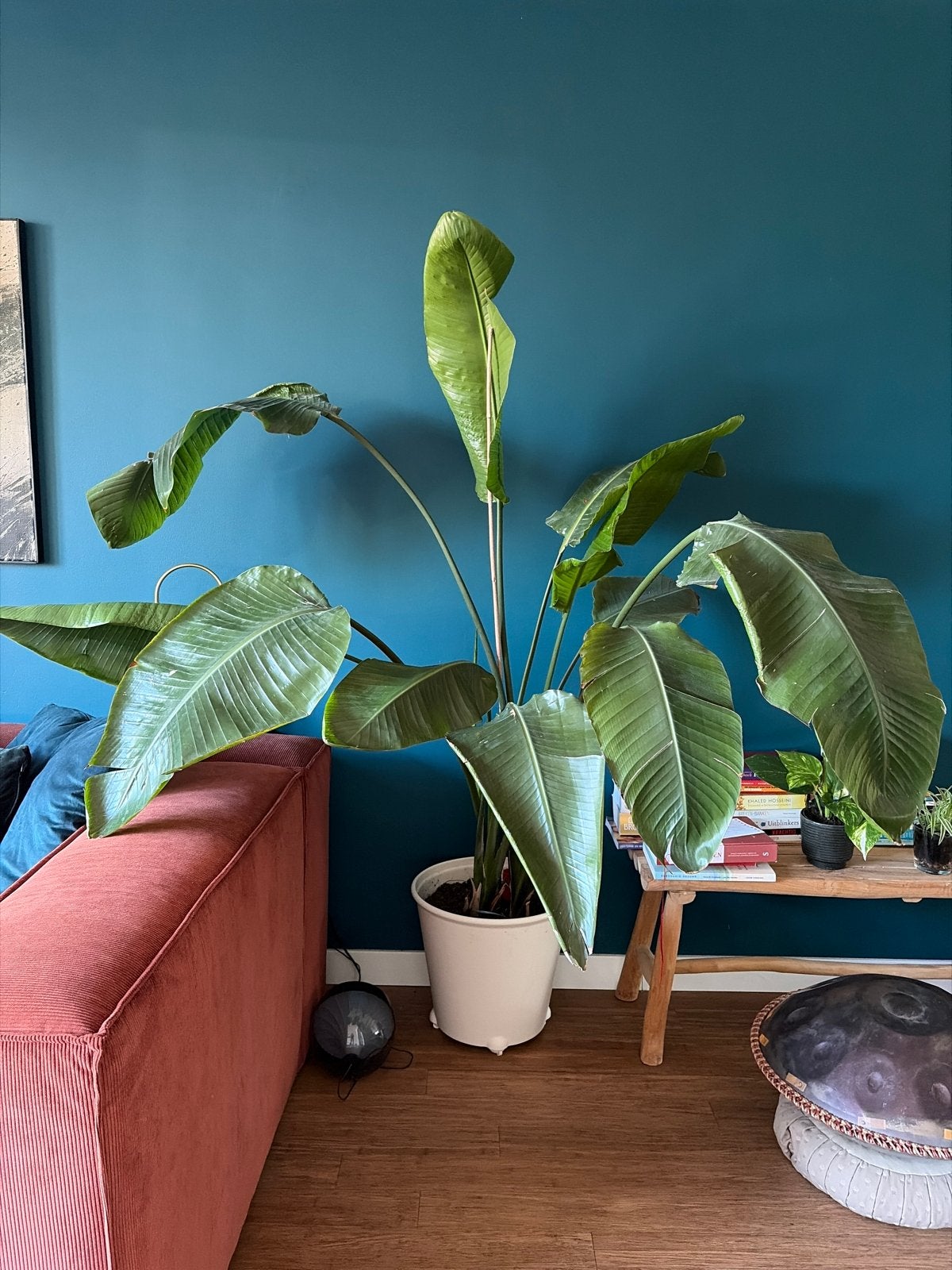 Grote Strelitzia plant - 170cm hoog, met nieuwe stengels, Huis en Inrichting, Kamerplanten, Ophalen, Overige soorten, Halfschaduw