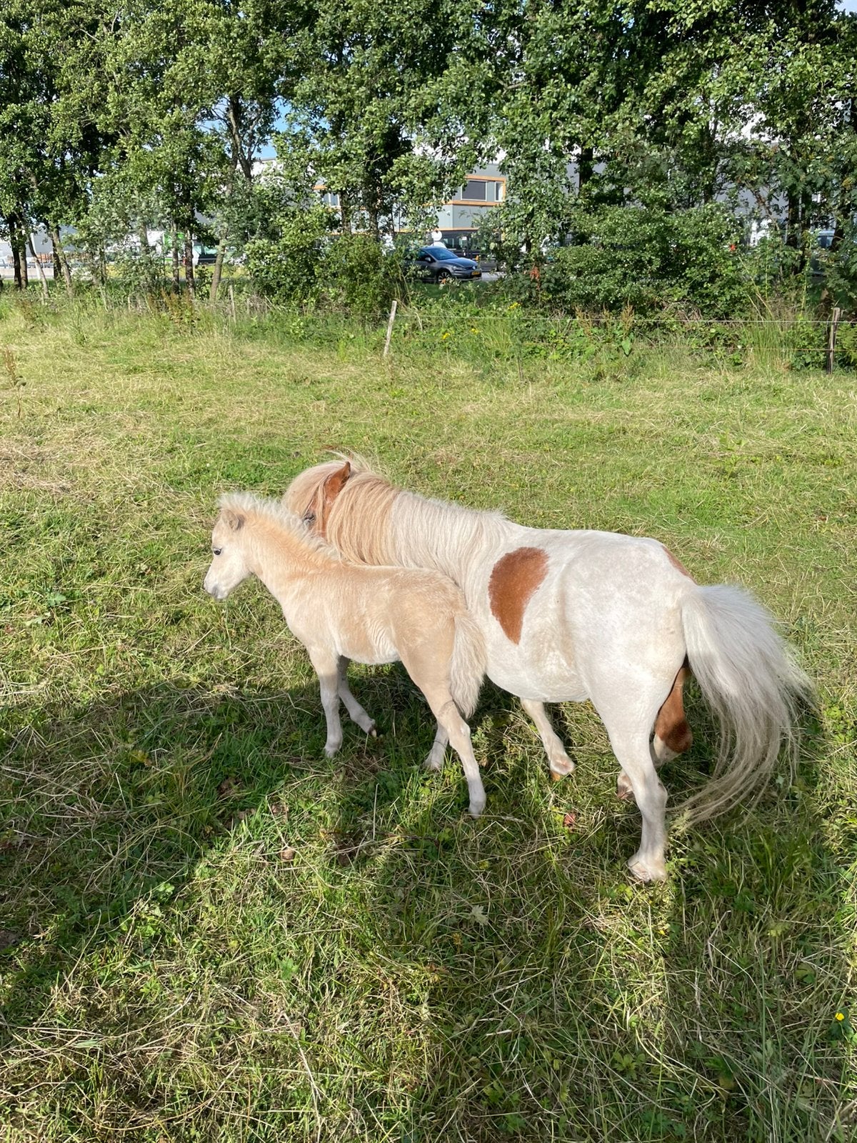 Te koop merrie met palomino merrie veulen, Dieren en Toebehoren, Meerdere dieren, A pony (tot 1.17m), 0 tot 2 jaar