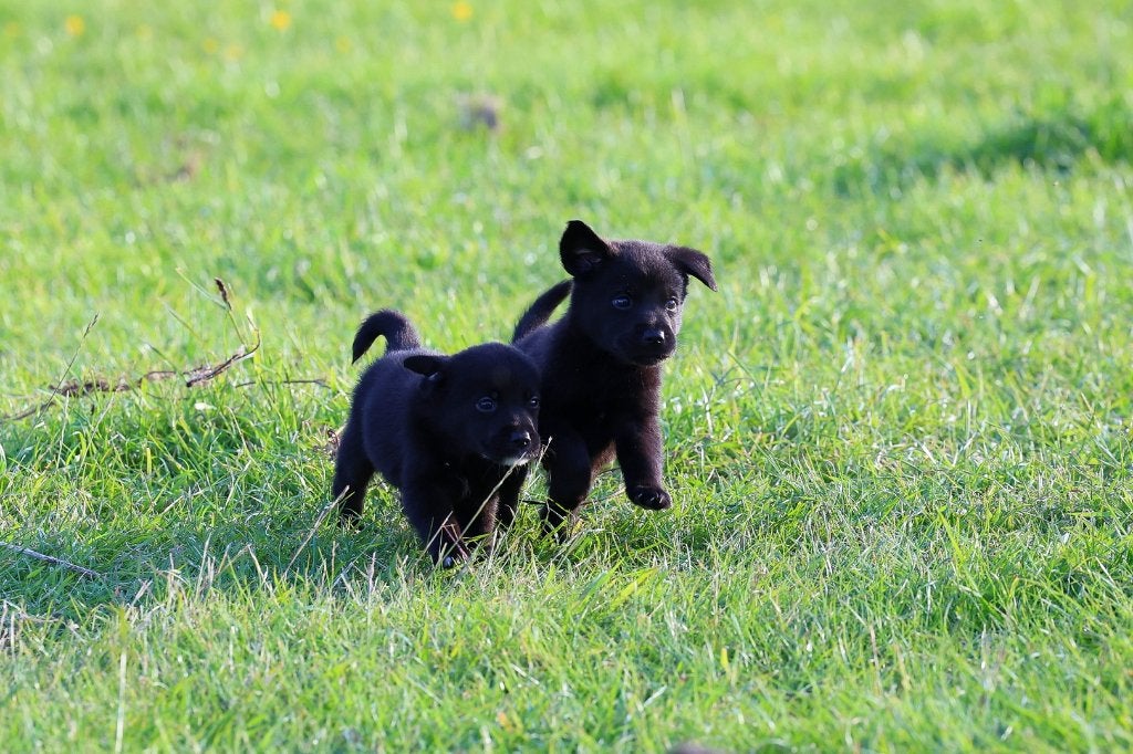 labrador pups / border collie pups / kruising, 8 tot 15 weken, Labrador retriever, Meerdere, Meerdere dieren