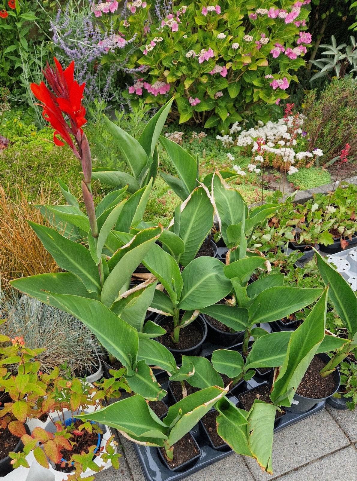 Canna's, Tuin en Terras, Planten | Tuinplanten, Volle zon, Vaste plant, Zomer, Ophalen