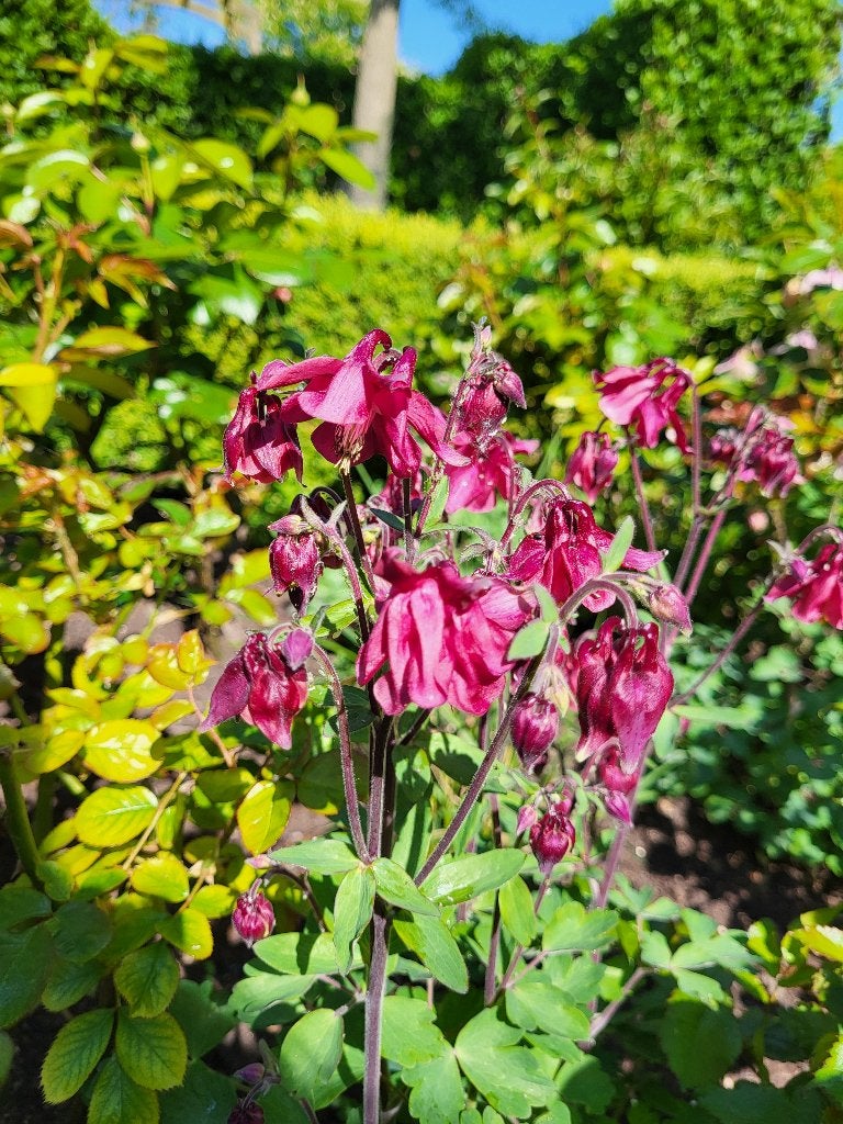 Zaden Akelei roze-rood, Verzenden, Volle zon