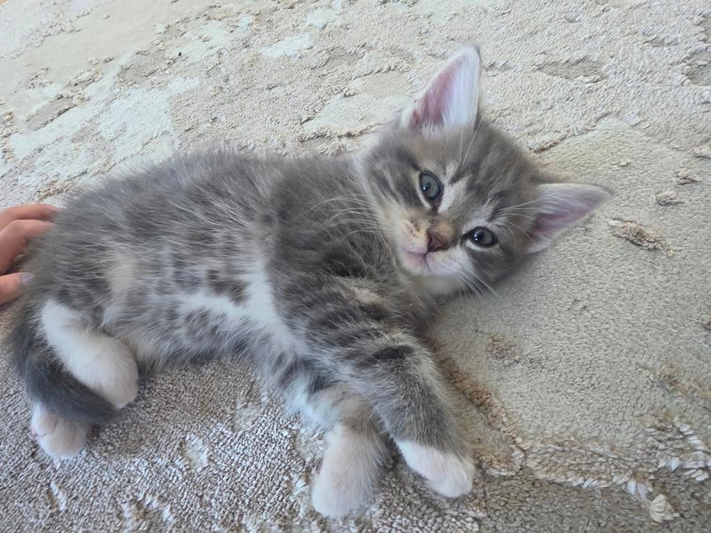 Laatste kitten van het nestje, Dieren en Toebehoren, Kater