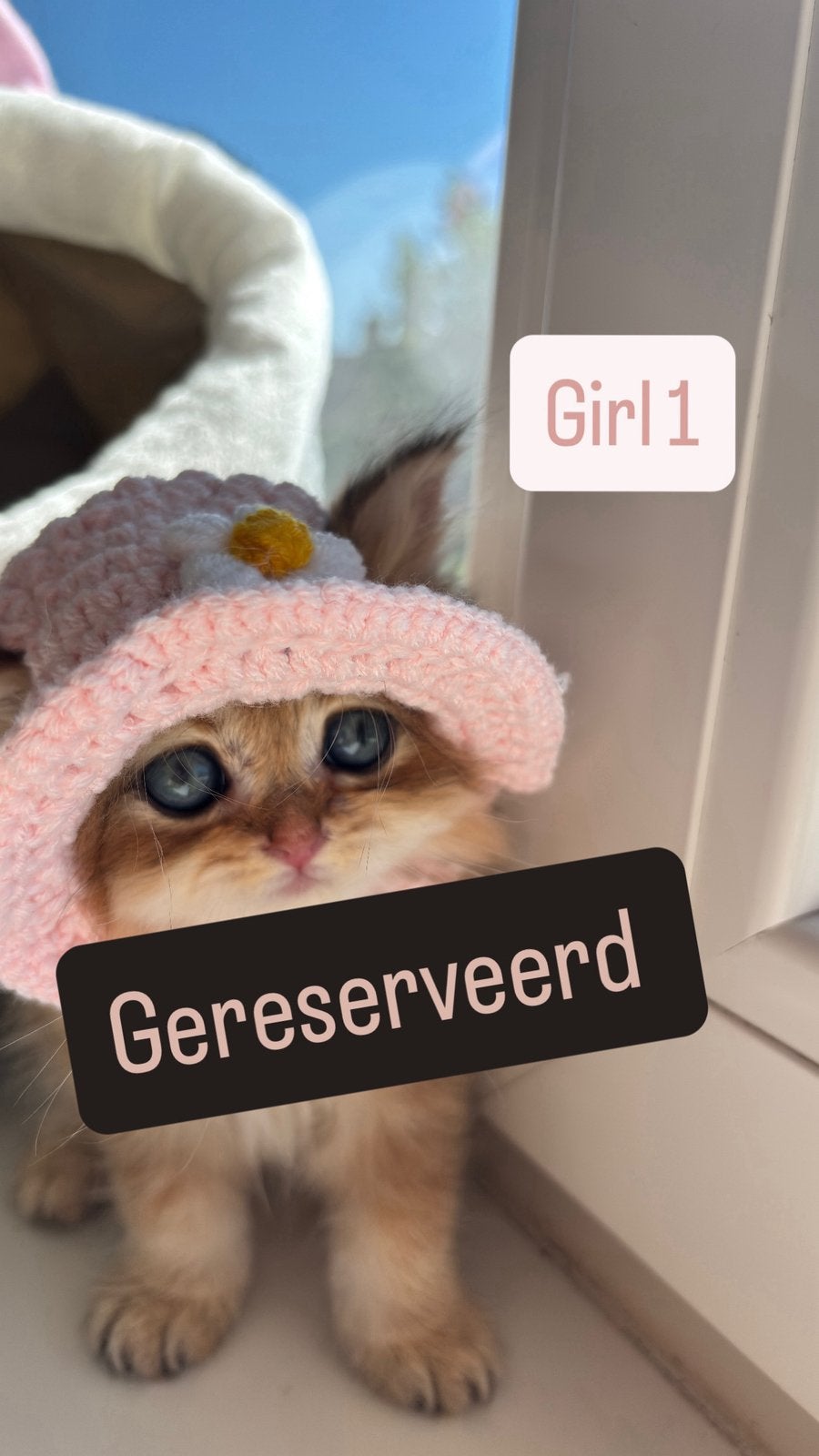 Britse Golden Shorthair & Longhair kittens €800, Dieren en Toebehoren, Meerdere dieren, 0 tot 2 jaar