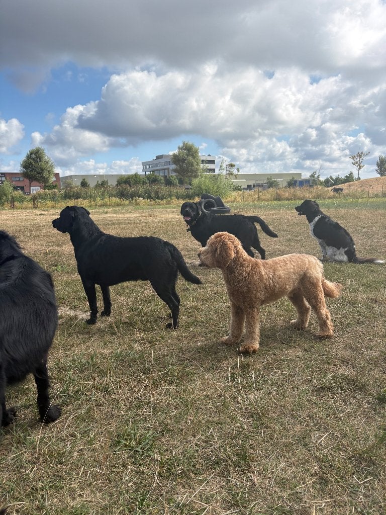 Dagopvang totally4dogs, Uitlaatservice