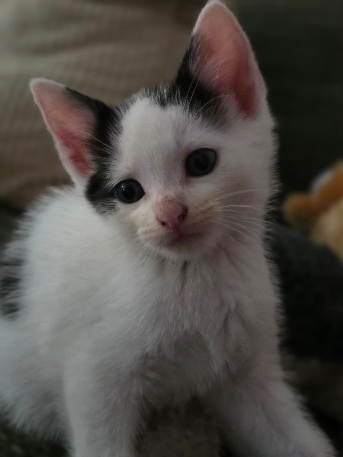 Lieve kleine Elv zoekt gouden mand, Kater, Kortharig, 0 tot 2 jaar