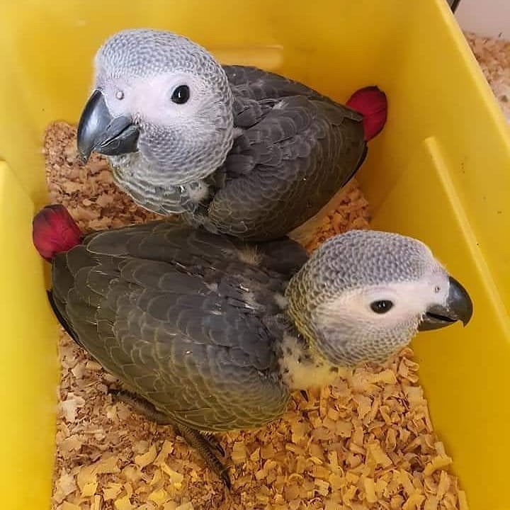 Grijze roodstaart, Dieren en Toebehoren, Meerdere dieren, Papegaai